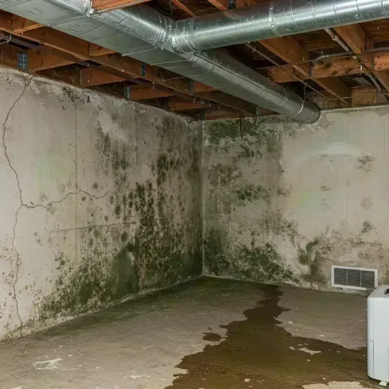 Professional Mold Removal in Lamar County, MS